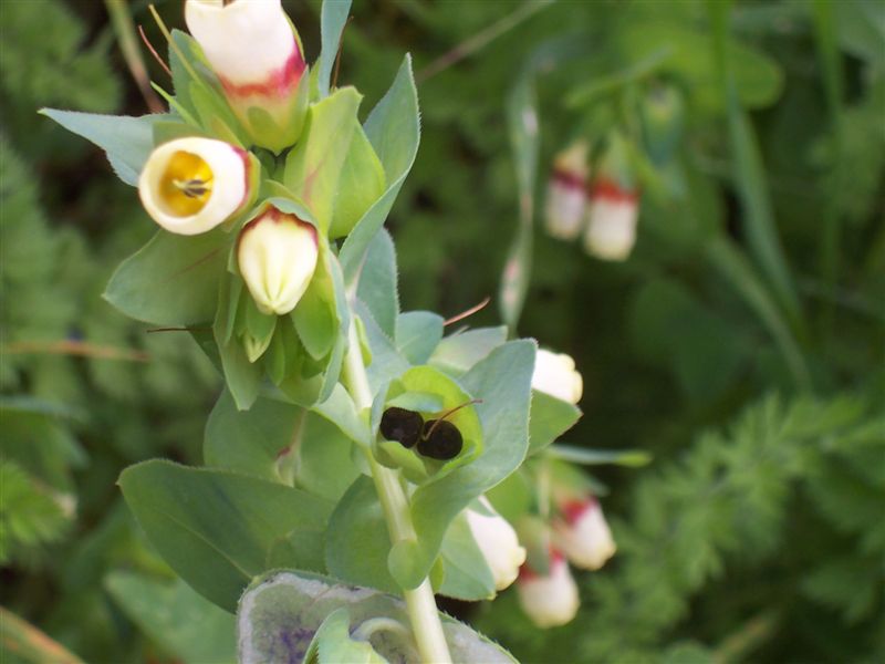Cerinthe major / Erba-vajola maggiore